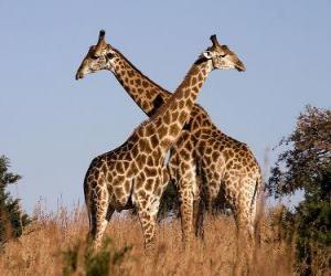 пазл Два жирафа
